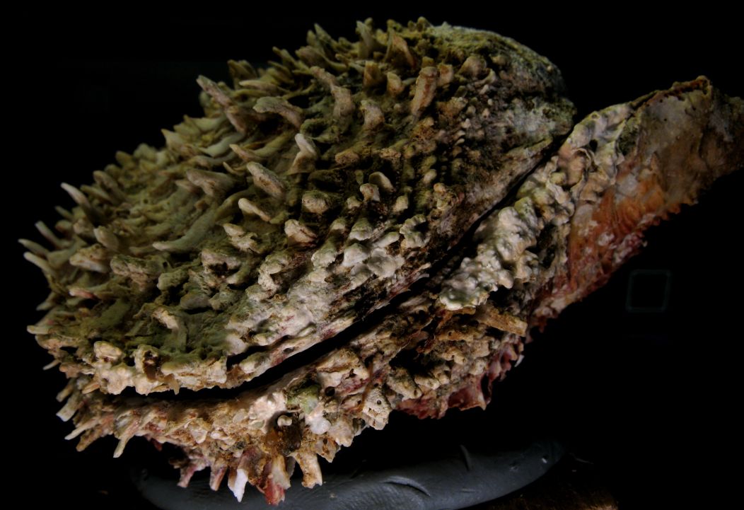 Spondylus spinosus (Schreibers, 1793)